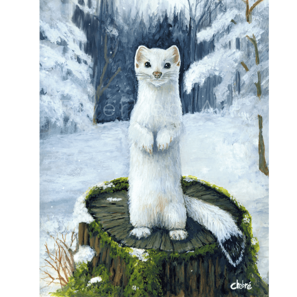 ermine fine art print ermie watercolor gouache northern maine wildlife art