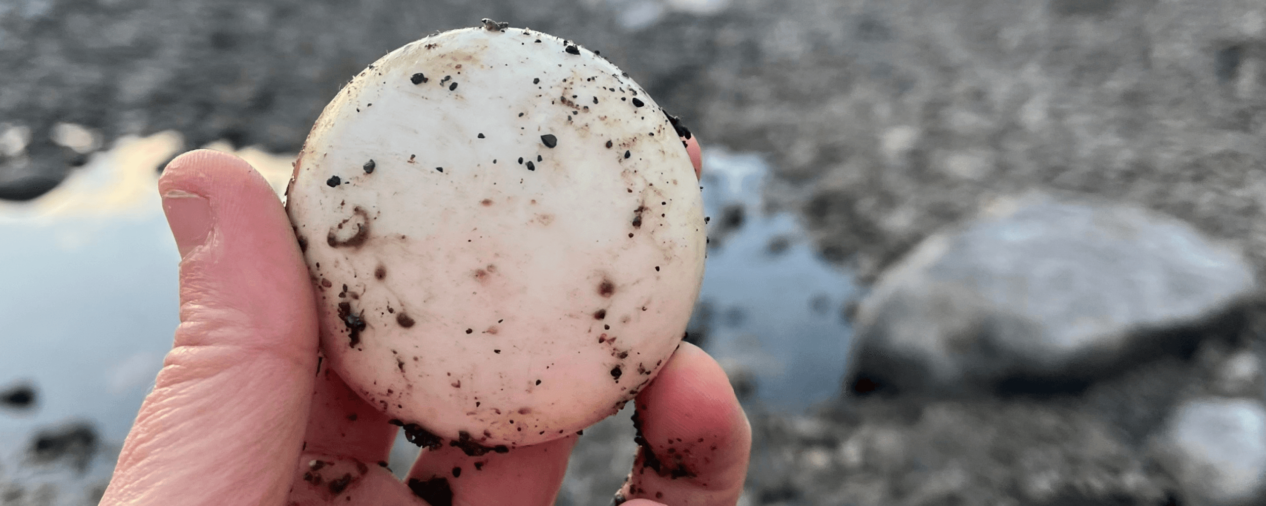 White antique doorknob found in the Aroostook River in Caribou, Maine