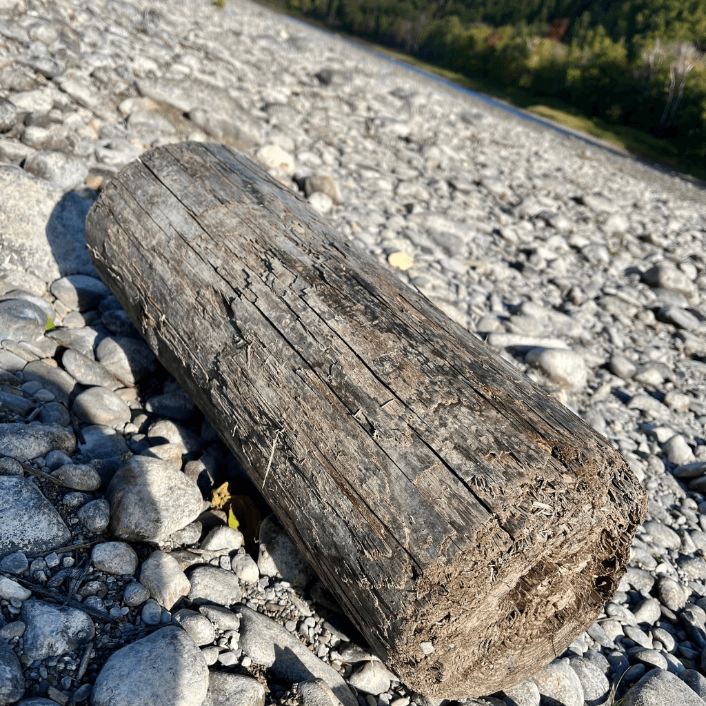Large weathered timber lying among stones on the exposed Aroostook River bed in Caribou, Maine.