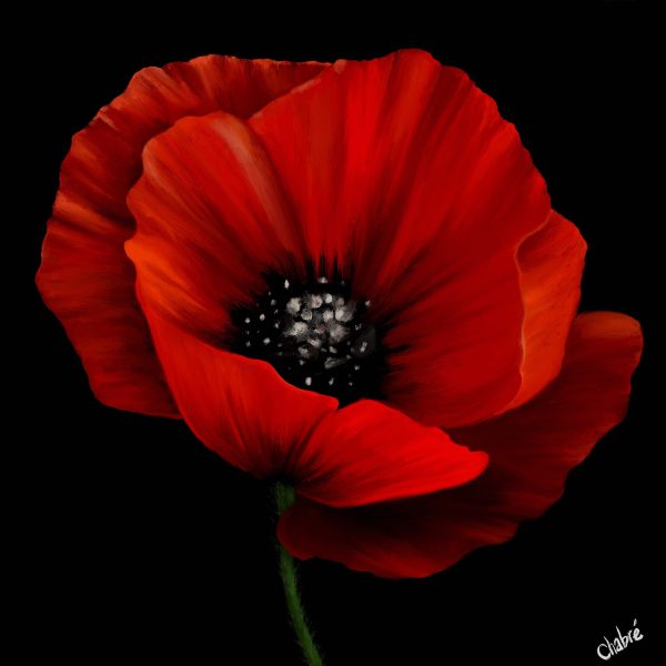 Scarlet red poppy with delicate, ruffled petals and a detailed center against a black background.