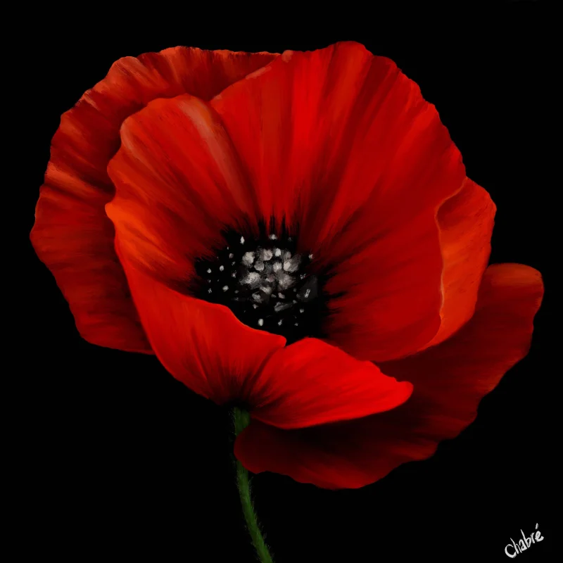 Scarlet red poppy with delicate, ruffled petals and a detailed center against a black background.