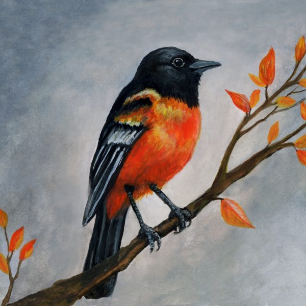 Orange and black Baltimore oriole perched on a branch with orange leaves against a textured gray background, with the artist’s signature at lower right.