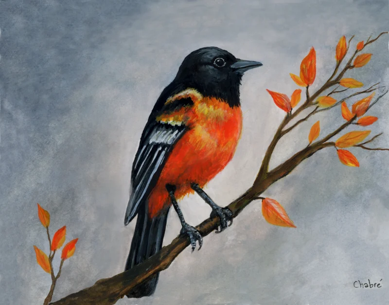 Orange and black Baltimore oriole perched on a branch with orange leaves against a textured gray background, with the artist’s signature at lower right.