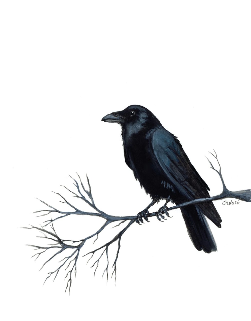 Black crow with blue-gray feathers perched on a bare branch against an open white background.
