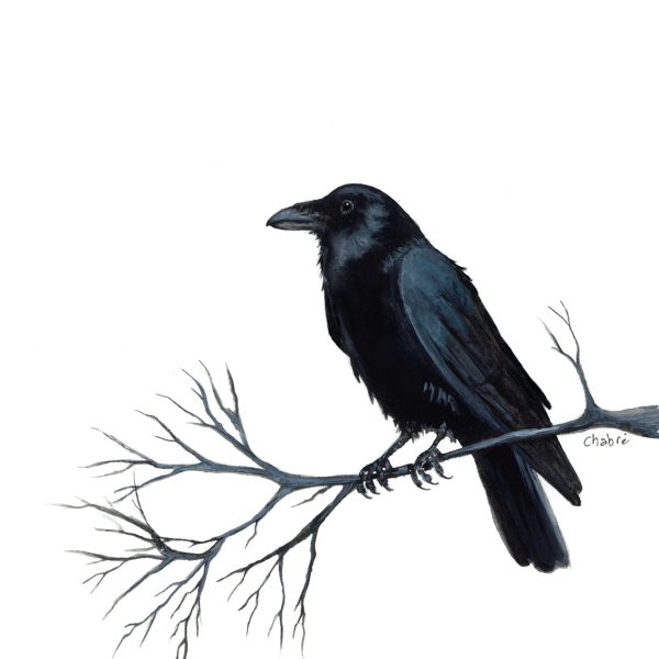 Black crow with blue-gray feathers perched on a bare branch against an open white background.