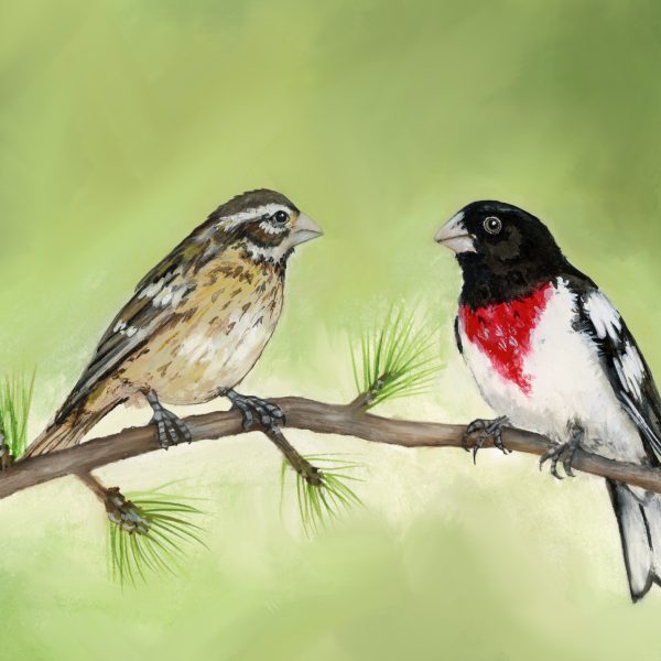 Print of a Riverbed Art painting of male and female grosbeaks facing each other on a pine branch against a soft green background, with the artist’s signature "chabre" at lower right.