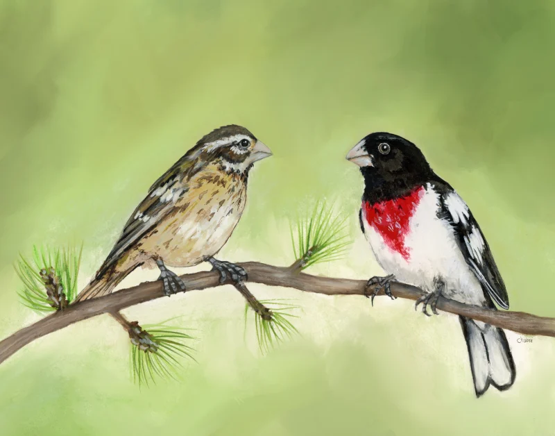 Print of a Riverbed Art painting of male and female grosbeaks facing each other on a pine branch against a soft green background, with the artist’s signature "chabre" at lower right.